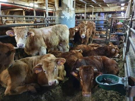 Dozens of cattle die on ship blocked by Turkey: NGO