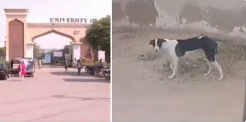 Stray dogs injure two kids at Karachi University