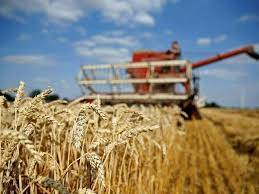 Punjab govt allocates billions for wheat loan programme