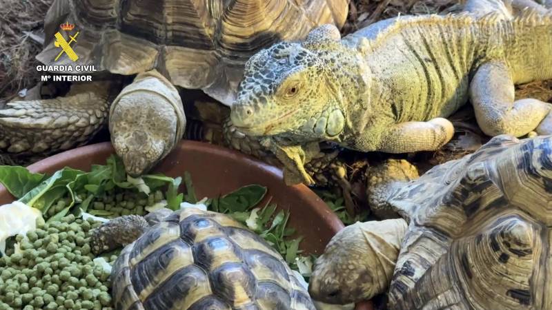 Spain rescues hundreds of exotic animals from unlicensed shelter