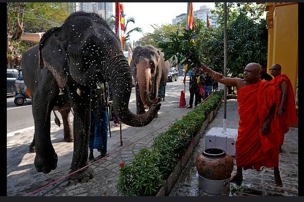 Sri Lanka probes claims of cruelty to elephants gifted by Thailand
