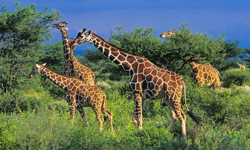 'Stranded, stressed' giraffes in Kenya relocated as habitats encroached