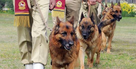 Four private detectives kidnapped along with sniffer dogs in Sadiqabad