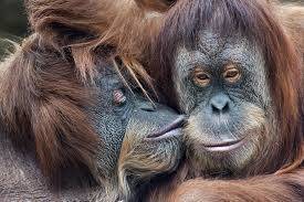 Monkey business: Neanderthals and ancient apes likely kissed too
