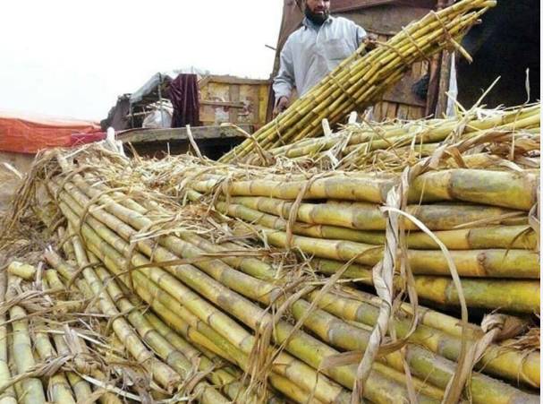 Delay in cane crushing by sugar mills gives farmers sleepless nights