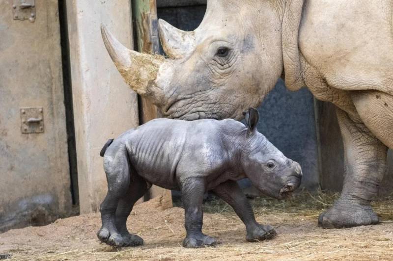 White rhino born at Spain zoo in conservation success