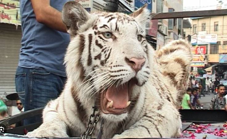 PML-N candidate brings lion in election rally in DG Khan, gets Wildlife Dept notice