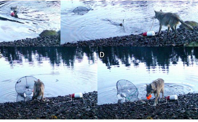 Researchers stunned by wolf's use of crab traps to feed