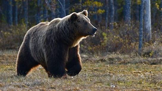 Bear attack on Canada school children injures 11