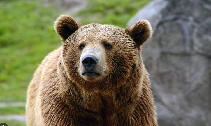 Canada searches for grizzly bear that attacked school group