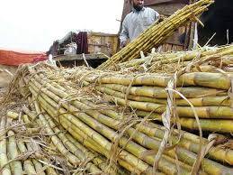 10 Punjab sugar mills issued notices for not starting crushing season