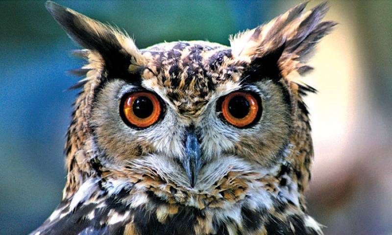 Pakistan’s vanishing owls: Habitat loss, poaching, urbanisation push species toward decline