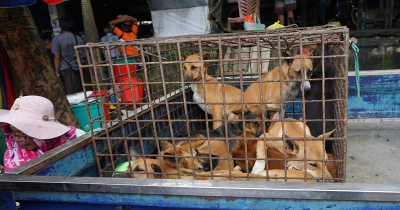 Jakarta bans cat and dog meat
