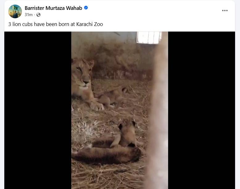 Karachi Zoo welcomes three new lion cubs