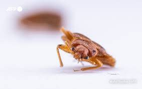Malaysian scientists recruit bed bugs as crime scene sleuths