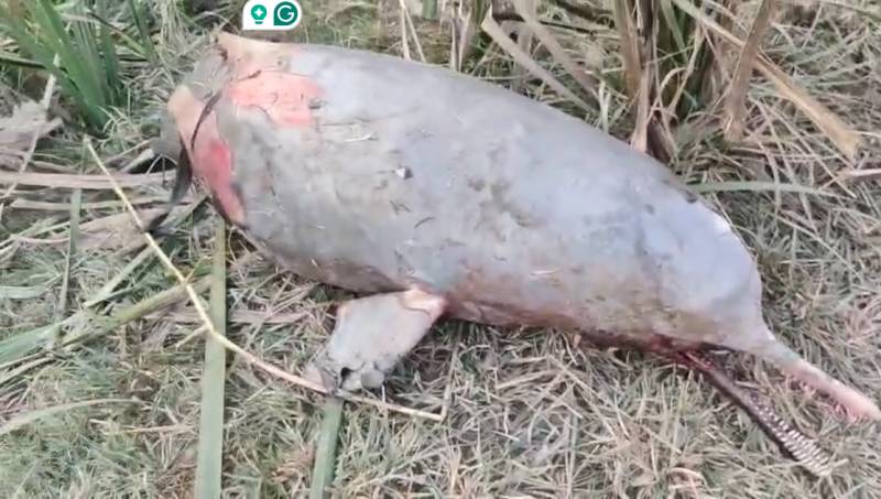Rare Indus blind dolphin found dead in Ghotki canal