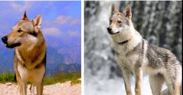 Scientists say most dogs have some wolf DNA - even chihuahuas