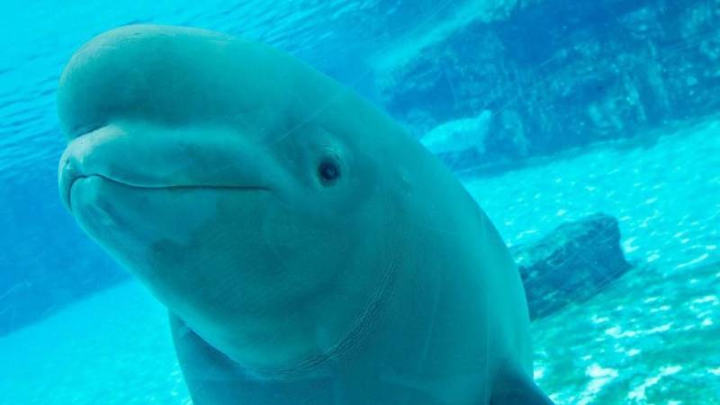 Canada's captive whales face euthanasia threat and uncertain future