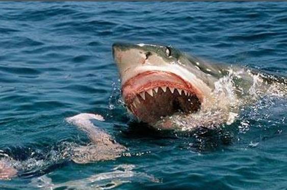 Bull shark kills woman off Australia beach 
