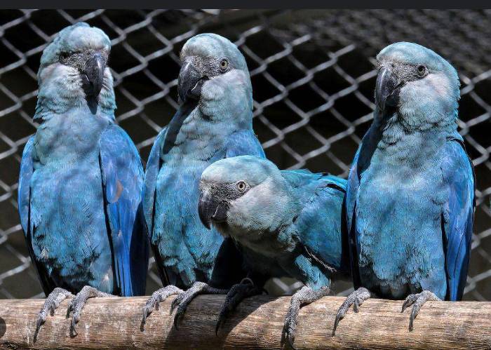 Lethal virus hits last rare blue macaws in Brazil wild