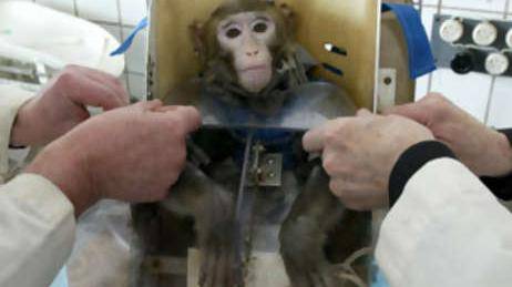US medical agency will scale back testing on monkeys