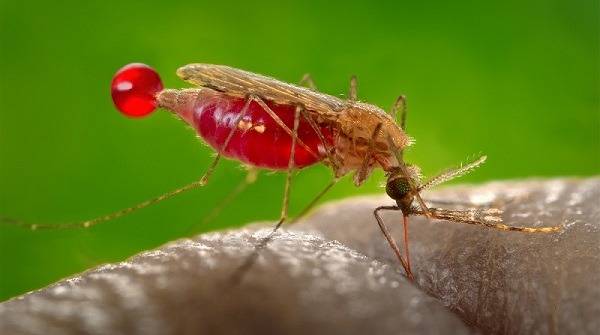 WHO warns of increase in malaria cases and deaths