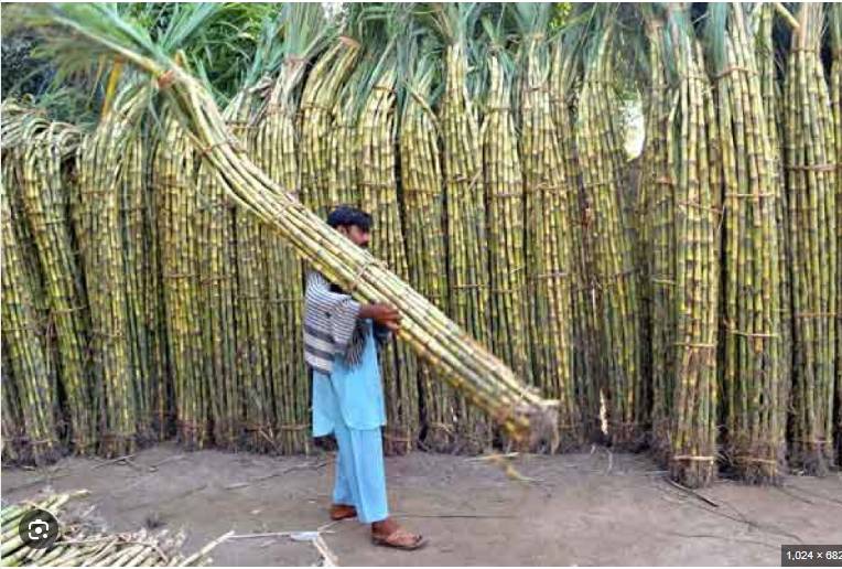 41 Punjab sugar mills start crushing, three sealed