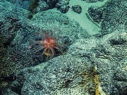Sea-floor animals decrease nearly 40% in deep-sea mining zone: study