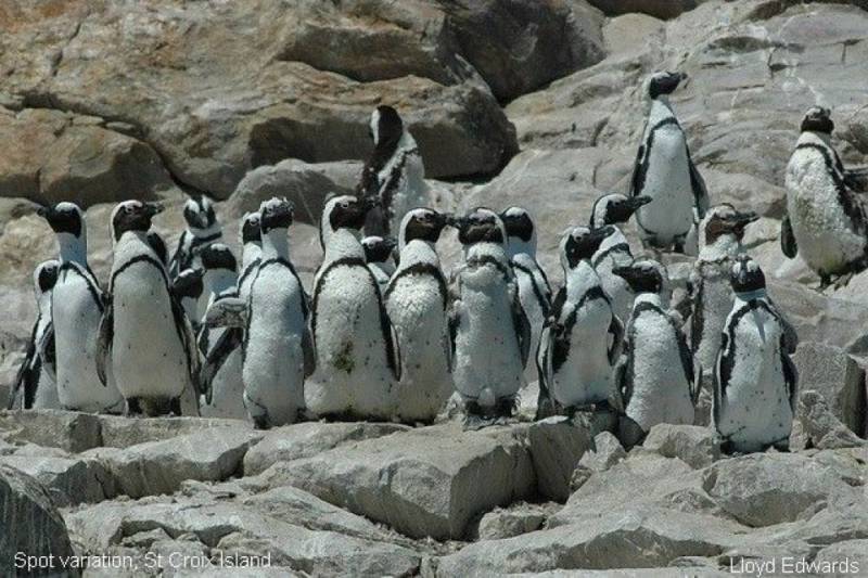 Study says African penguins starved en masse off South Africa