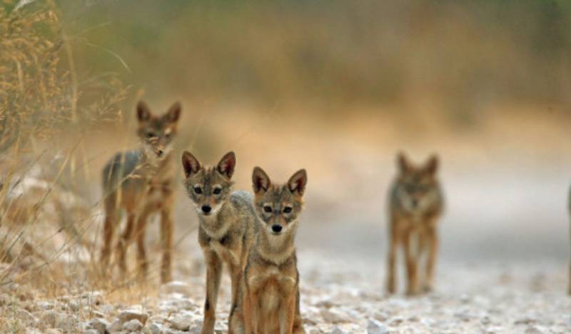 Two kids among five injured in wild jackals attack in Shakargarh 