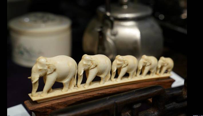 Japanese ivory trade attracts fresh global scrutiny