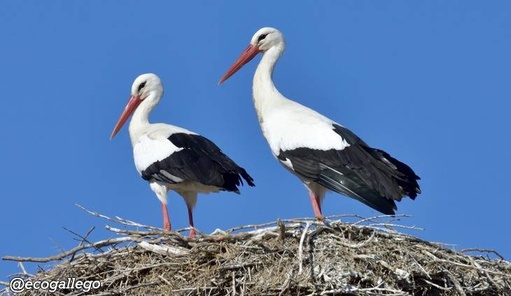 Spain probes bird flu after hundreds of storks die near Madrid