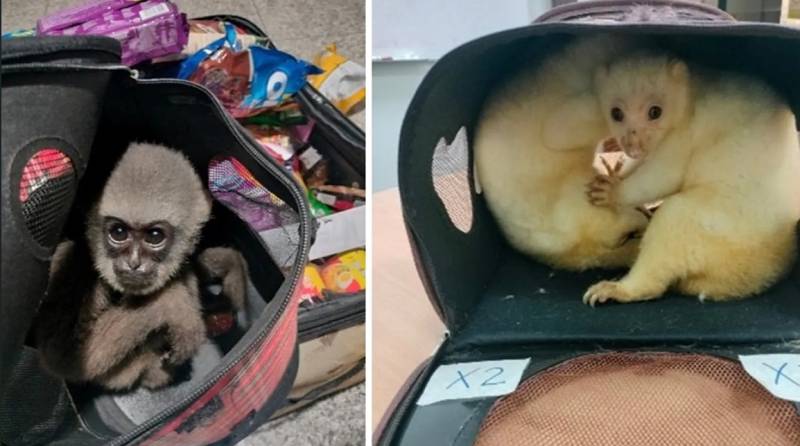 Animal trafficking reaches record high in 2025: Interpol
