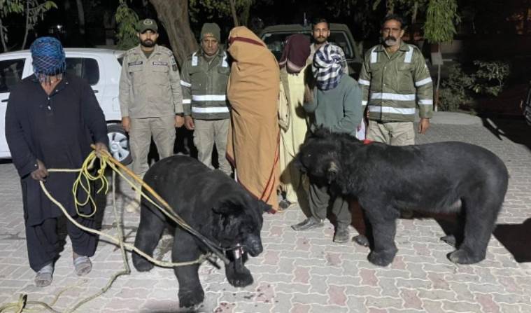 Bid to smuggle two bears foiled in Lodhran