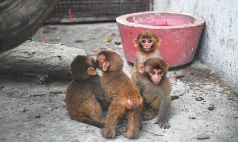 Karachi kids celebrate International Monkey Day at local zoo
