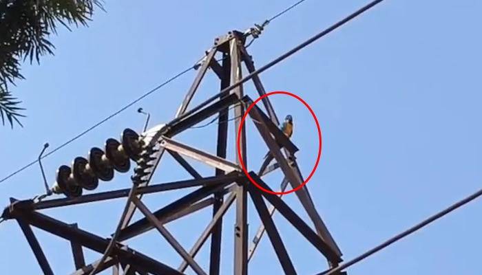 Man electrocuted while caching pet parrot in India