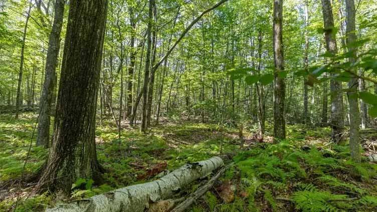 Punjab govt approves Rs5 billion to strengthen forest protection