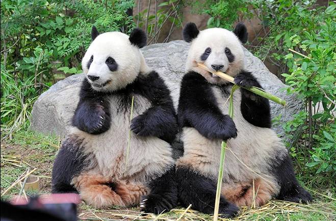 Japan's only two pandas to be sent back to China