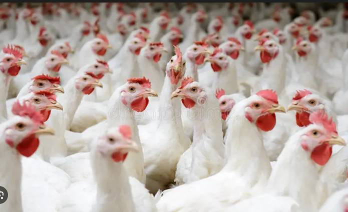 Tribunal reduces fine slapped on Pakistan Poultry Association 