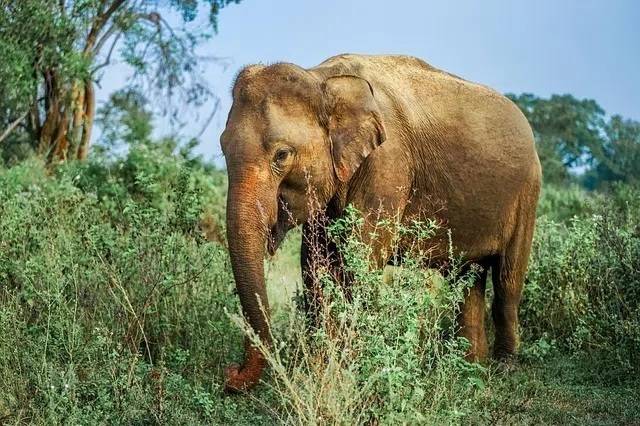 Sri Lanka arrests three men for burning elephant alive