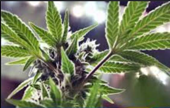Trump orders marijuana reclassified as less dangerous drug
