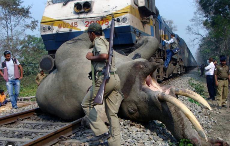 Eight elephants killed after collision with train in India