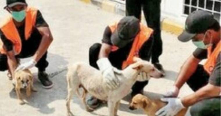 Unidentified men run away with 60 dogs from CDA’s dog center