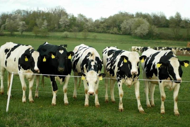 EU slams China dairy duties as 'unjustified'