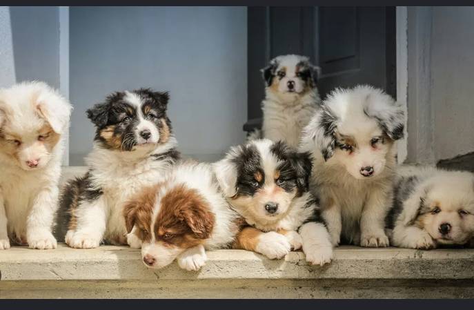 UK govt vows to end puppy farming
