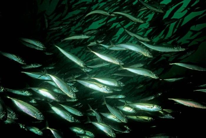 EU protests UK-Norway deal allowing mackerel overfishing