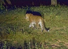 Leopard sparks panic at Islamic University Islamabad 