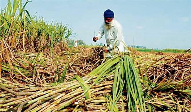Punjab govt pledges to ensure payments to sugarcane farmers within 15 days
