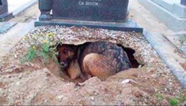Stray dogs dig out grave, pull out baby’s body in Okara