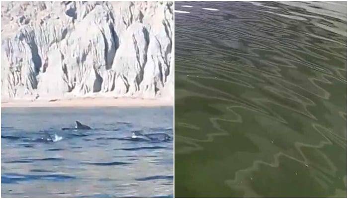 Dolphins spotted near Gwadar despite green waters caused by Noctiluca Bloom